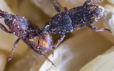 Fifteen ways pests infest your food