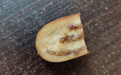 Browning of Fruits and Vegetables