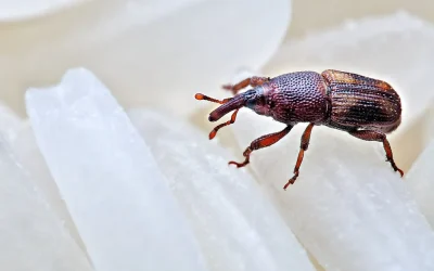 Infestation of Weevils into your cereals and how?