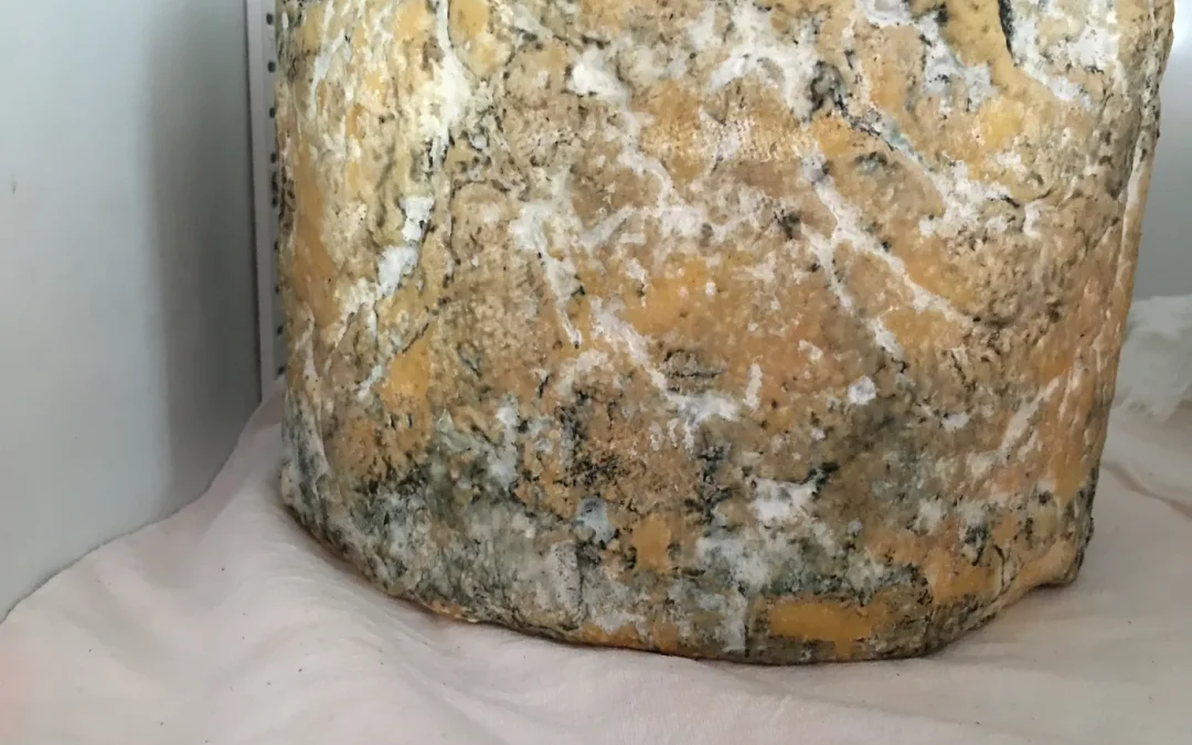 Moldy Cheese. Safe or Unsafe?