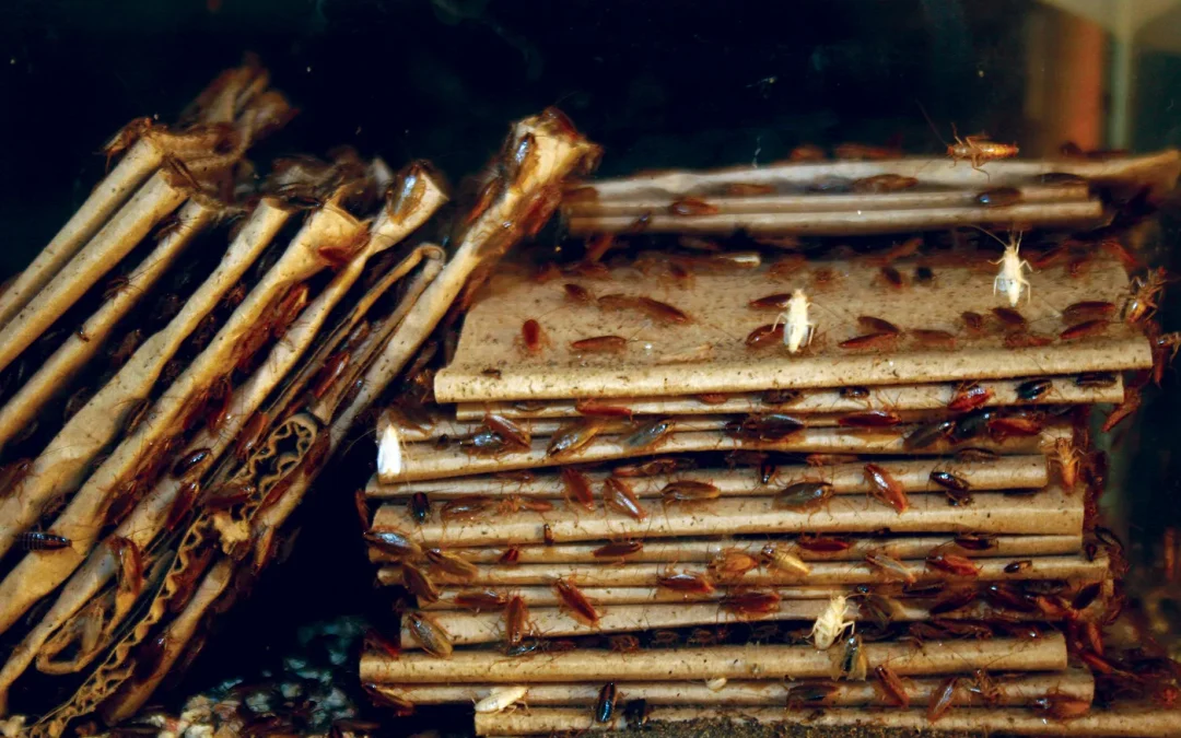 Types of Insects, Pests, and Rodents that infest your food