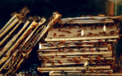 Types of Insects, Pests, and Rodents that infest your food