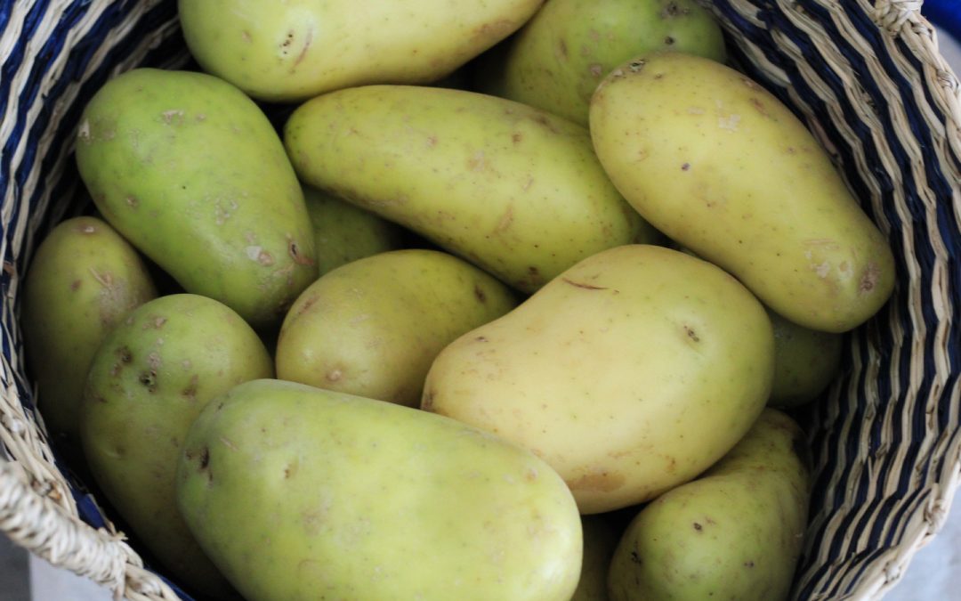 Greening of Potatoes