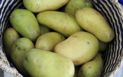 Greening of Potatoes