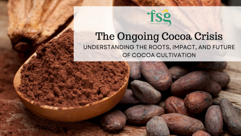 The Ongoing Cocoa Crisis: Understanding the Roots, Impact, and Future